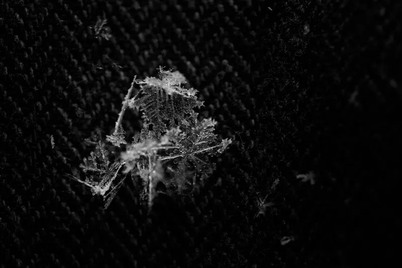 Macro photo 2