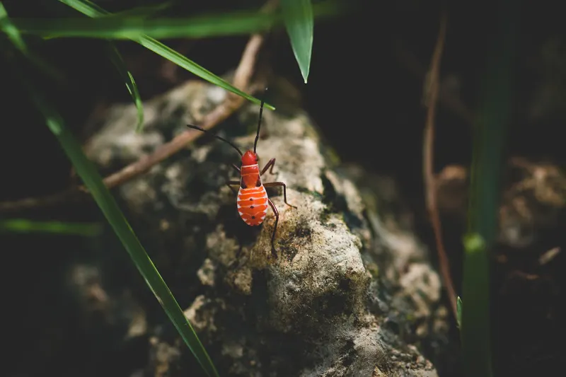Macro photo 3