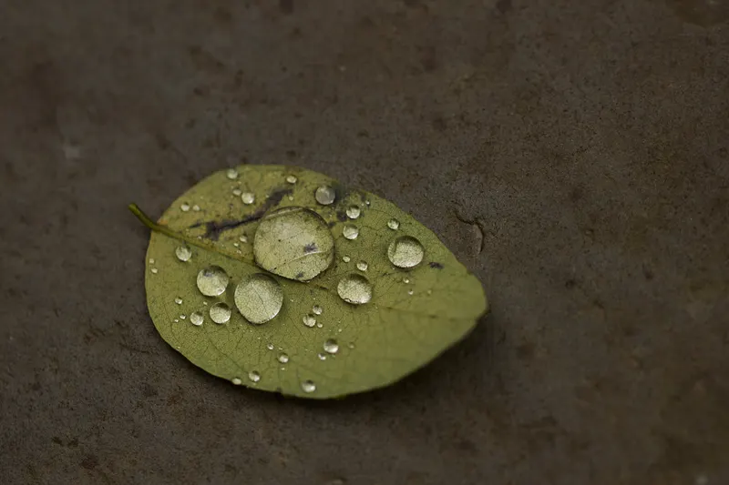 Macro photo 4
