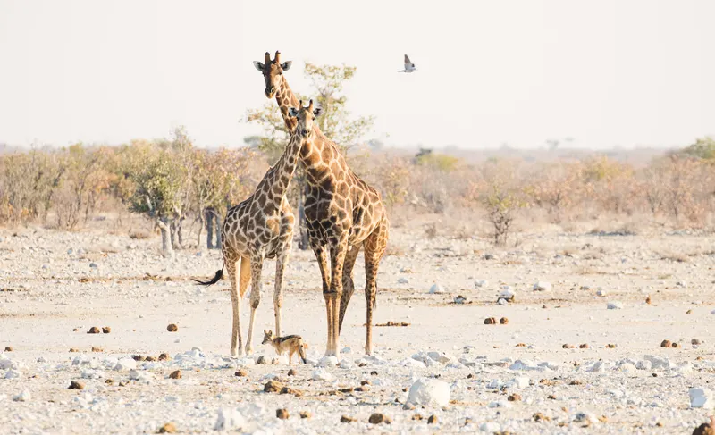 Wildlife & Nature photo 15
