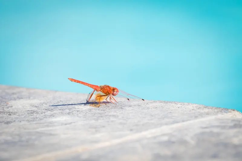 Wildlife & Nature photo 18