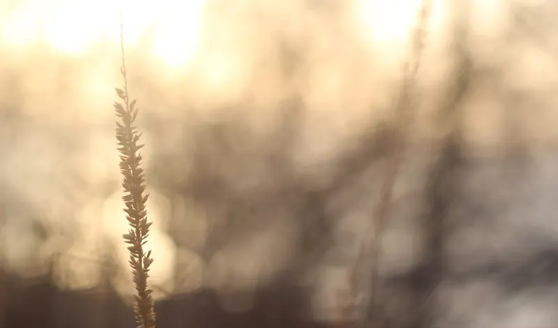 Wildlife & Nature photo 20