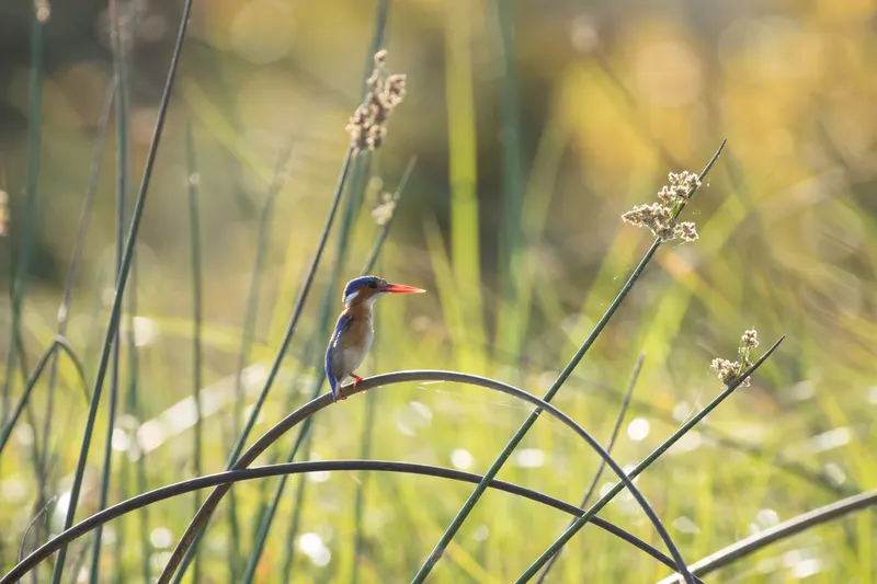 Wildlife & Nature photo 4