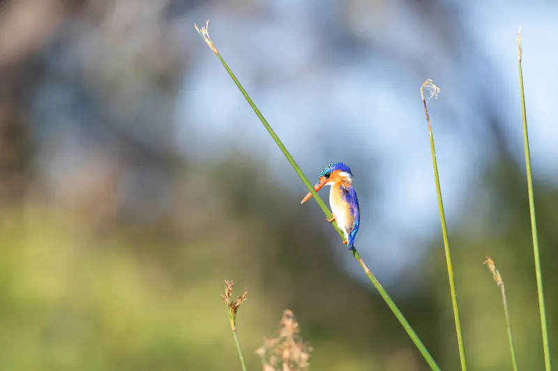 Wildlife & Nature photo 6