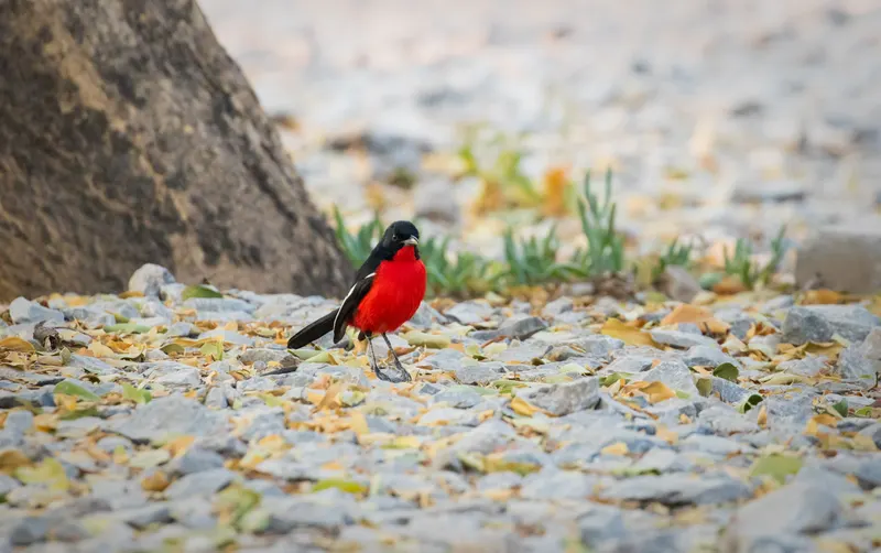 Wildlife & Nature photo 7