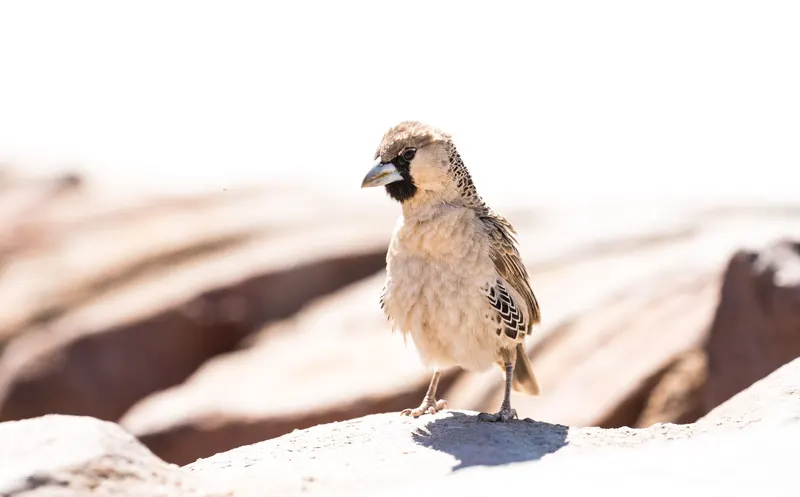 Wildlife & Nature photo 8